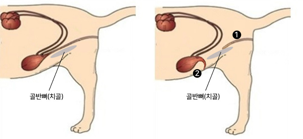 고양이방광.jpg